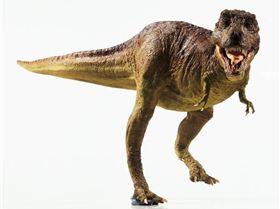 Model-of-a-Tyrannosaurus--004[1]
