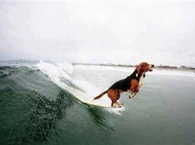 SURFING-DOG-COLLARS-SPORTSDOGID