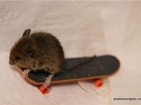 Hang-Ten-Skate-Mouse