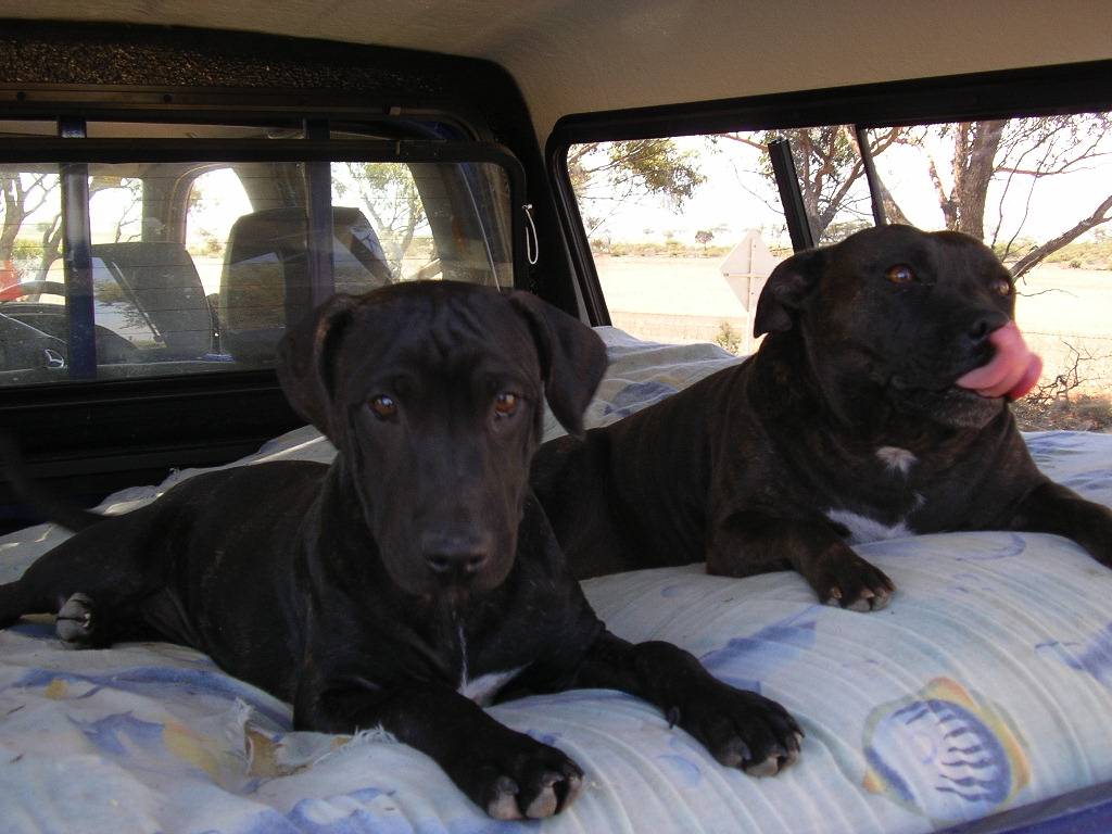 Dakota & Springer Chilling out
