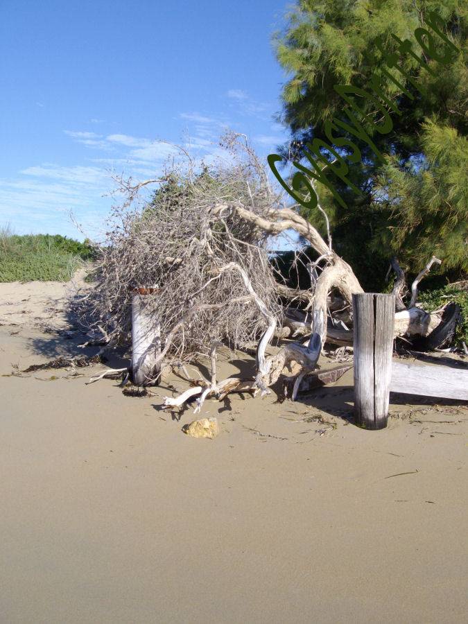 Stunning Scene Penguin Island WA