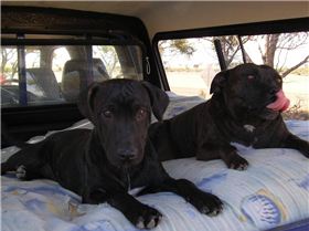 Dakota & Springer Chilling out