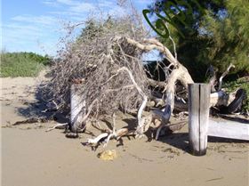 Stunning Scene Penguin Island WA