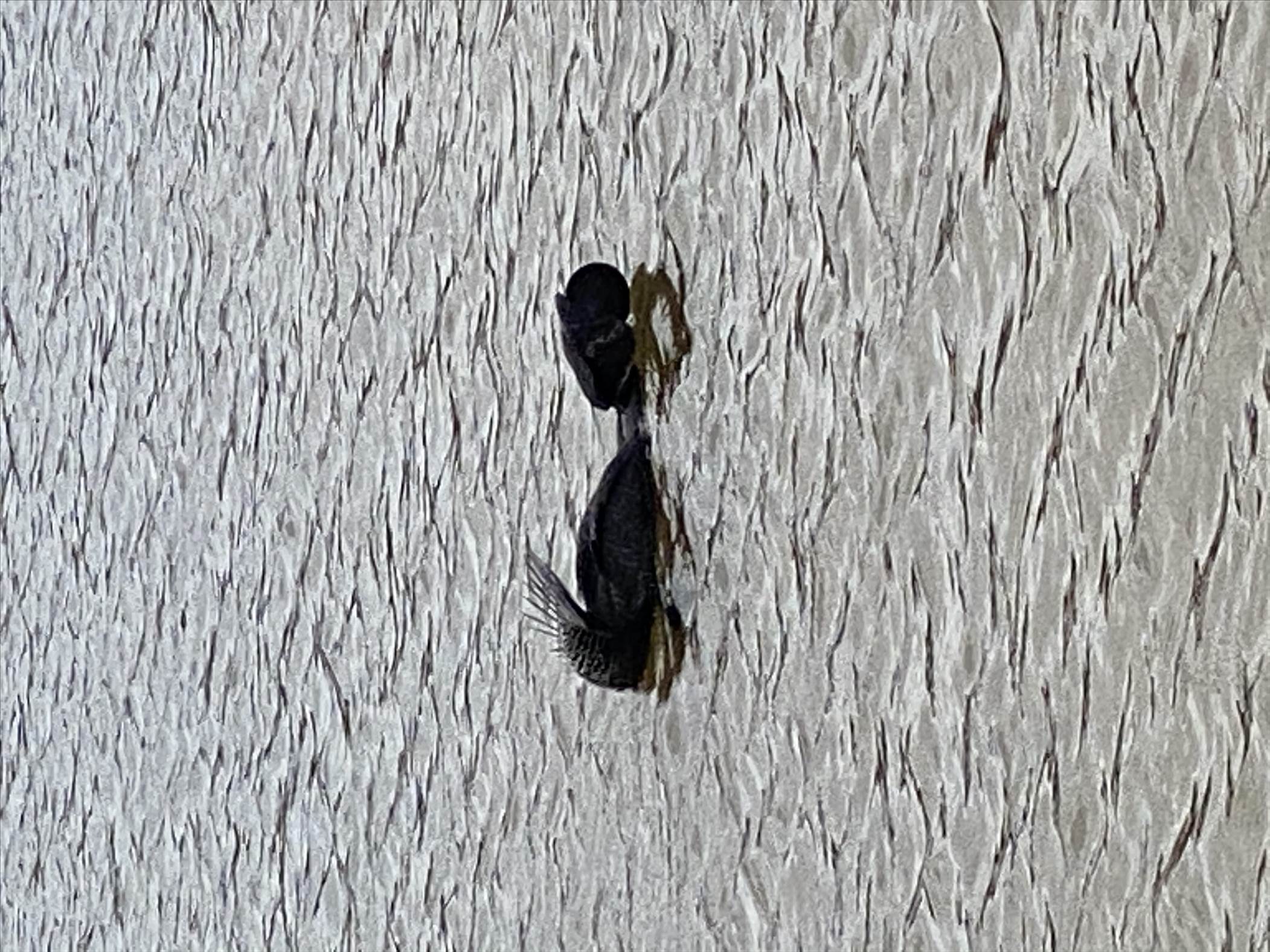 Unidentified swimming bird