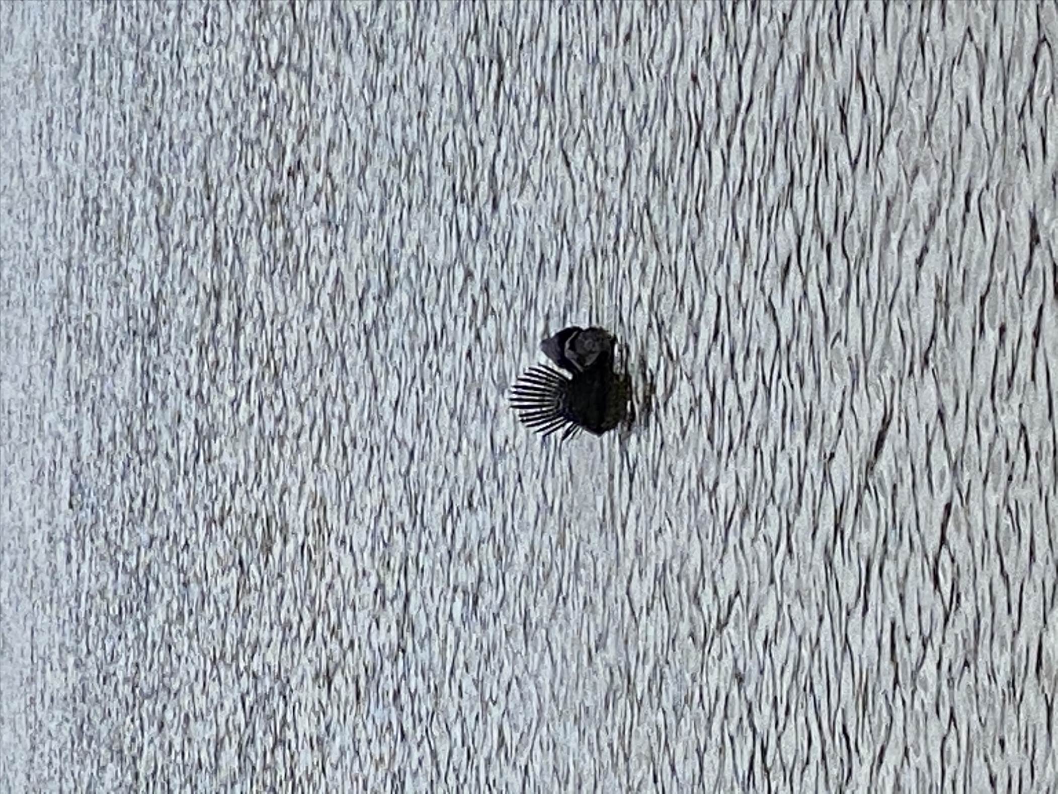 Unidentified swimming bird