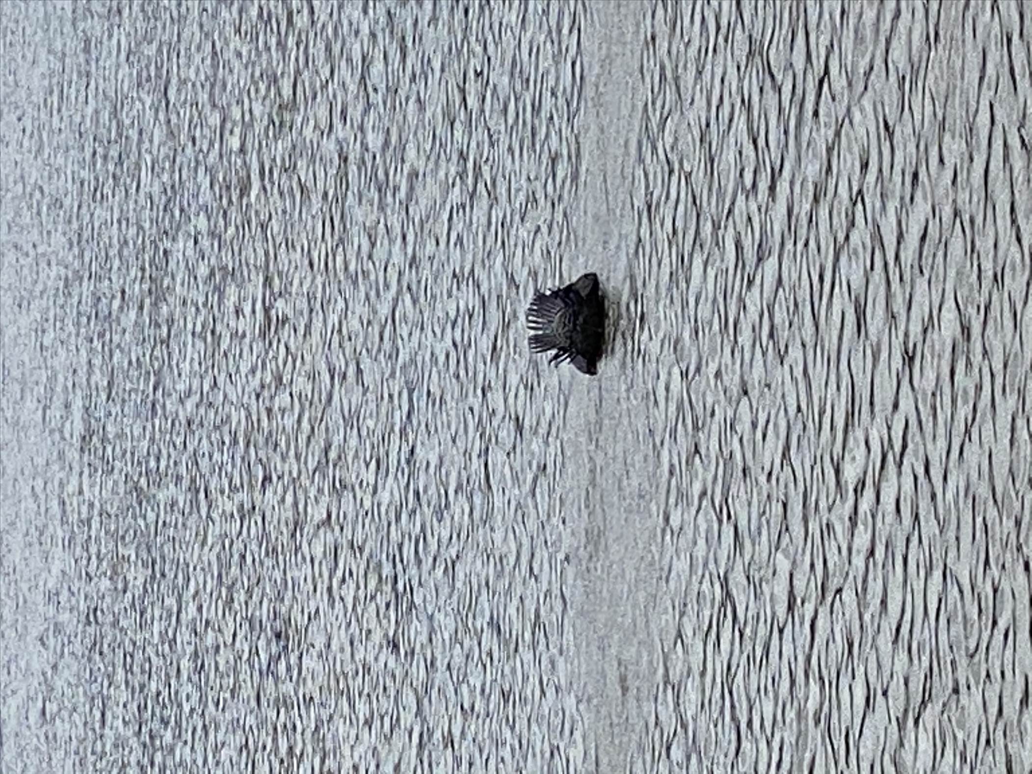 Unidentified swimming bird