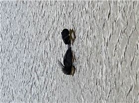 Unidentified swimming bird