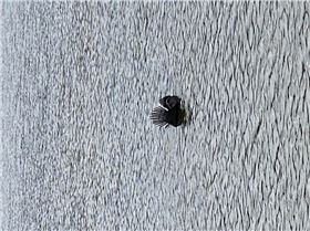 Unidentified swimming bird