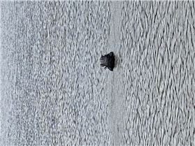 Unidentified swimming bird