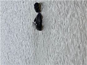 Unidentified swimming bird