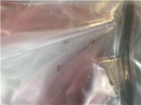 Fire Ants in Bladder