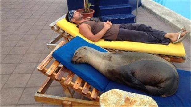 seal-funny-beach-pictures