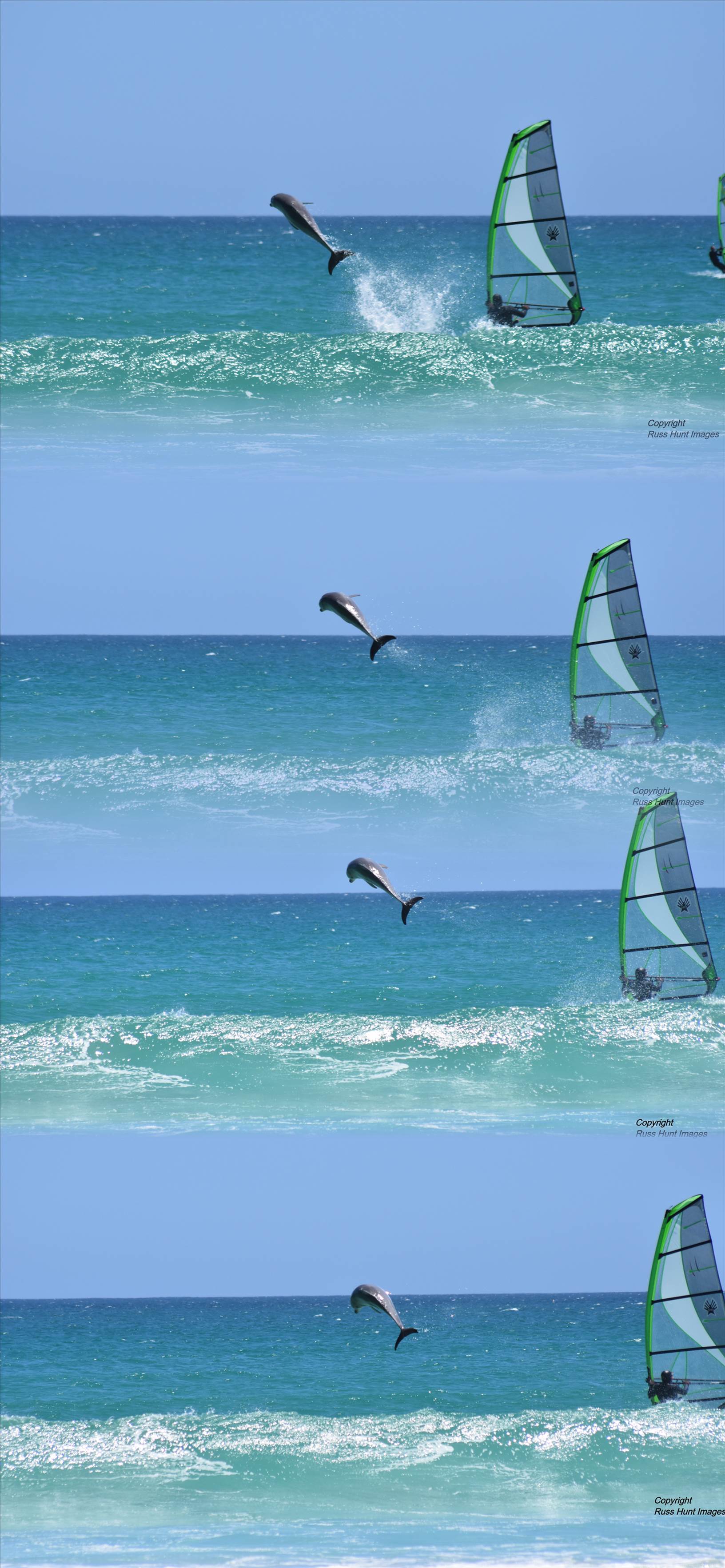 Marti Dolphin Encounter