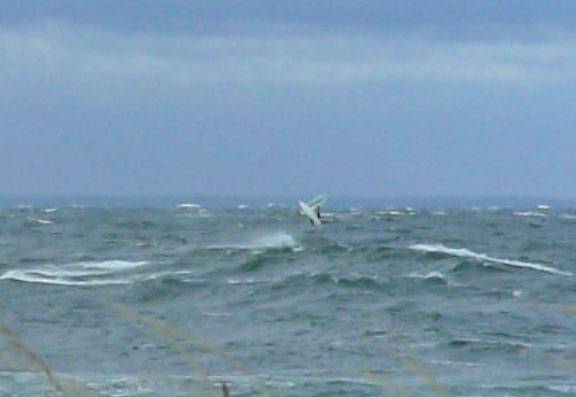 Staffe@mölle 07082007