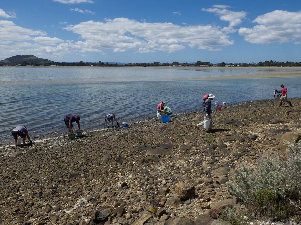 Oyster Clean Up