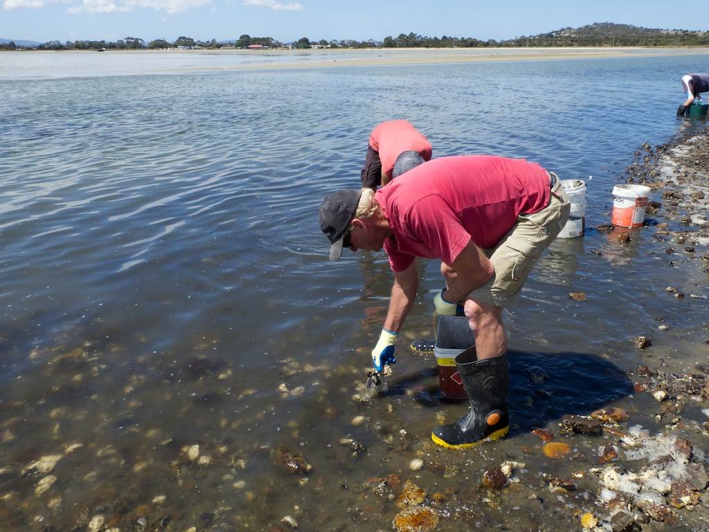 Oyster Clean Up