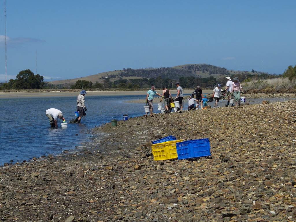 Oyster Clean Up