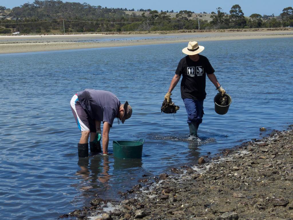Oyster Clean Up