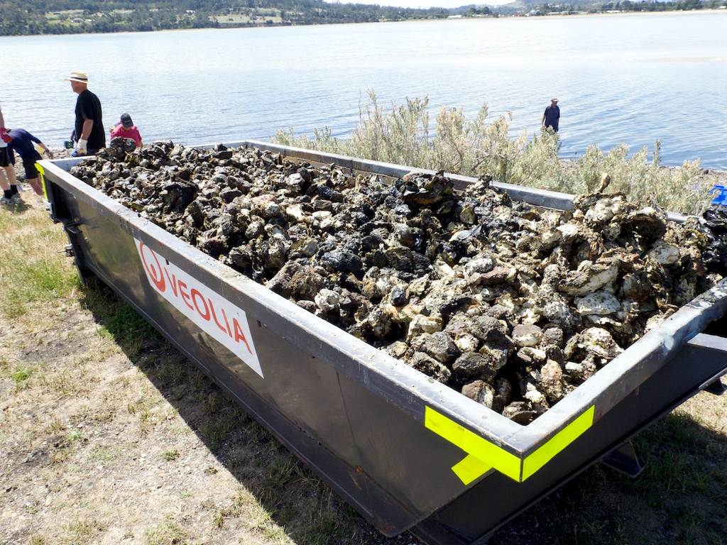 Oyster Clean Up