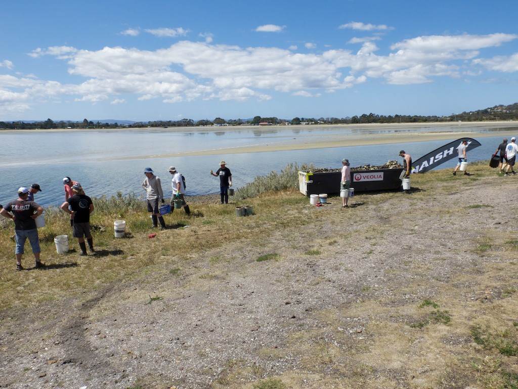 Oyster Clean Up