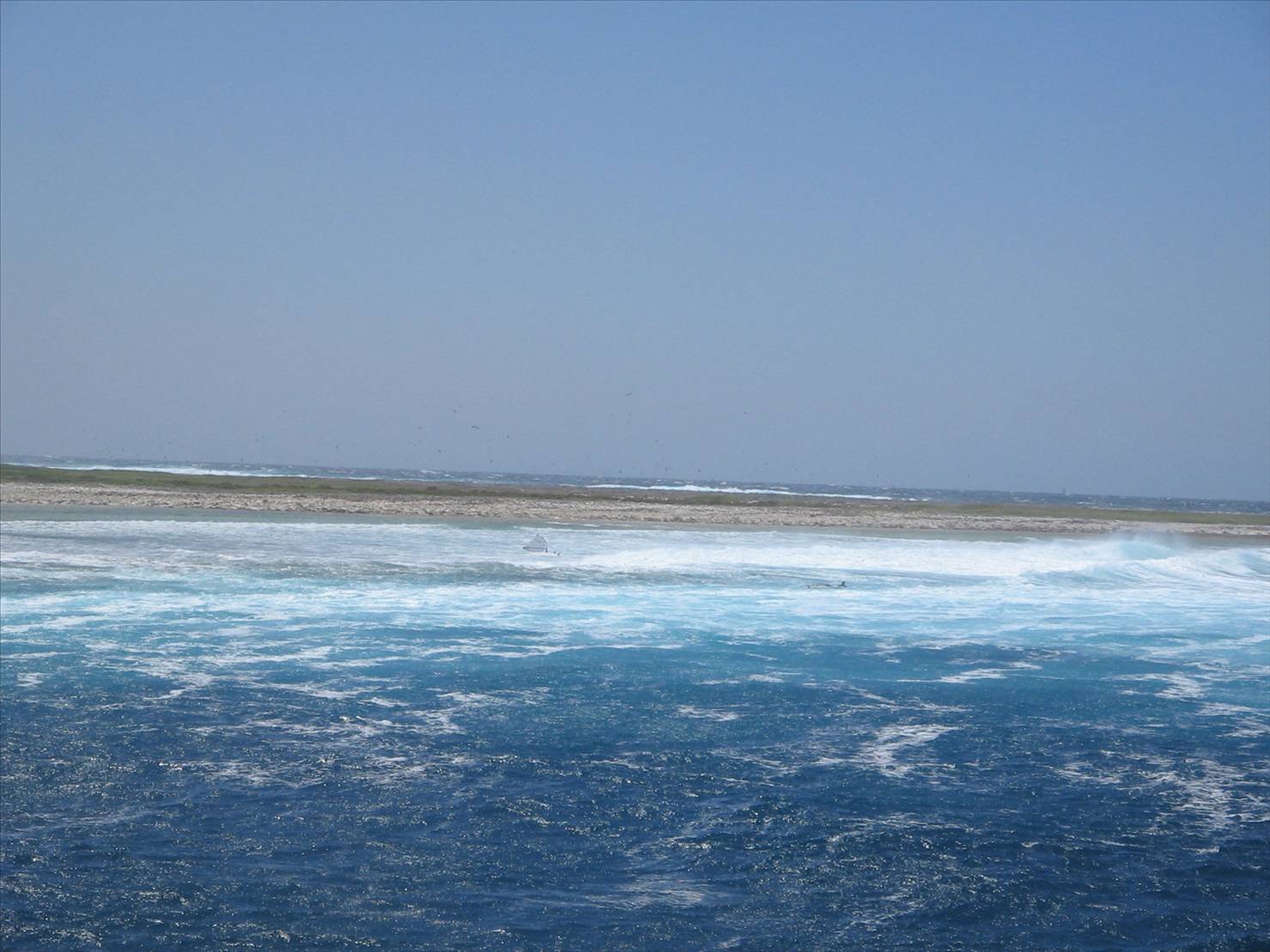 More shots from Abrolhos