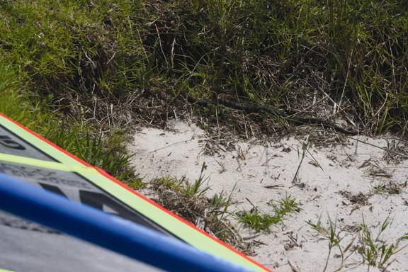 Snake in The Grass At Boggy