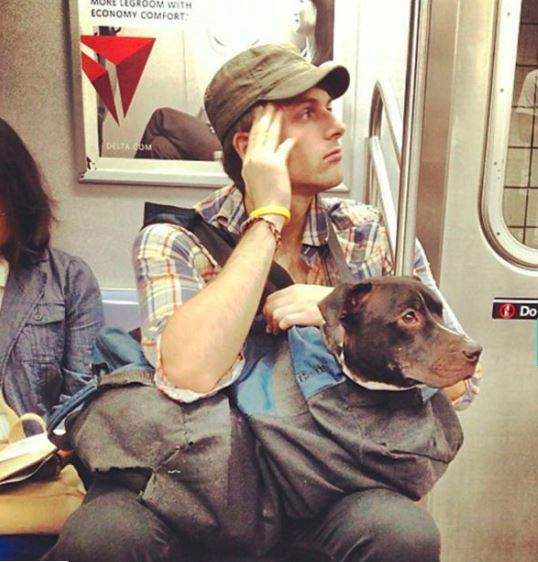 subwaydog2
