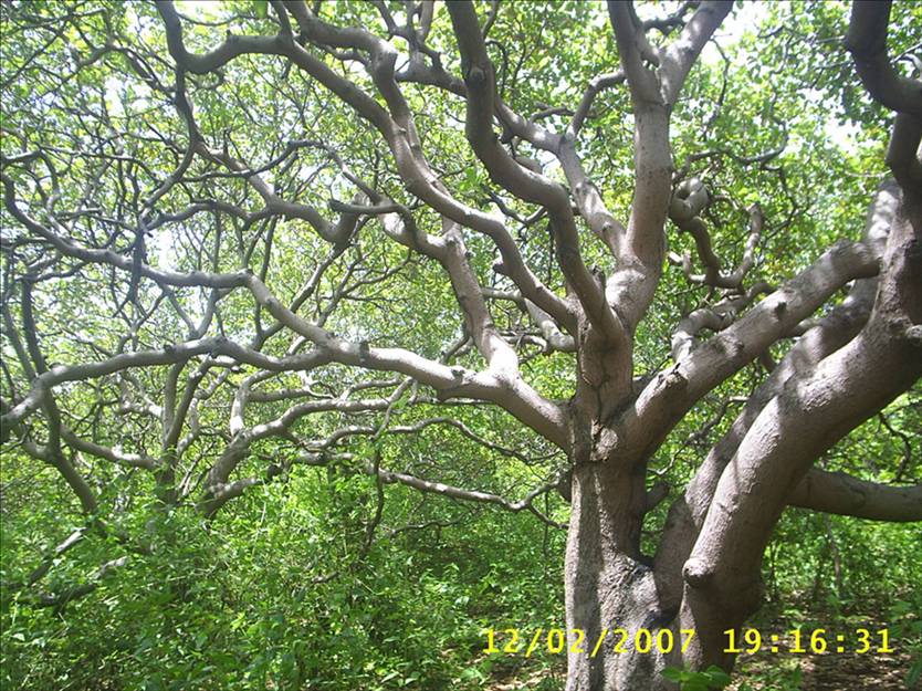 the export product cashew-tree
