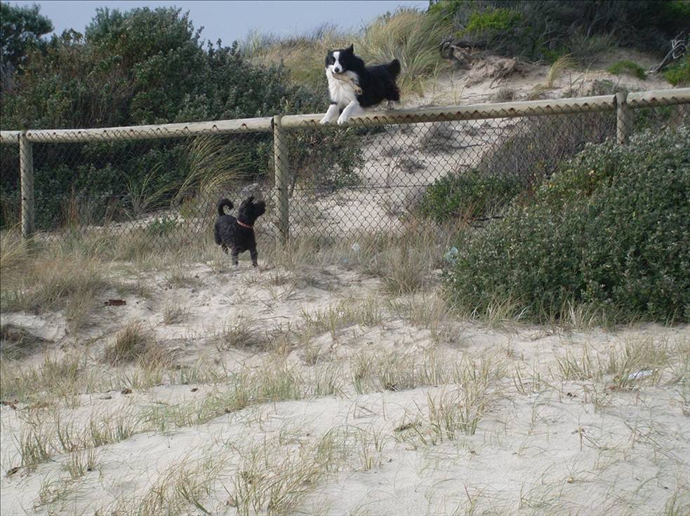 Wilbur getting air over Banjo