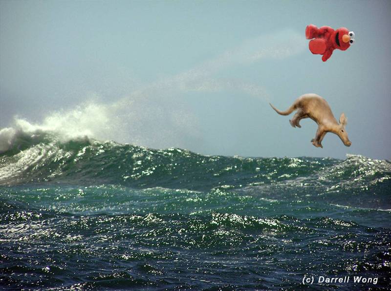 elmo-ing an aardvark 