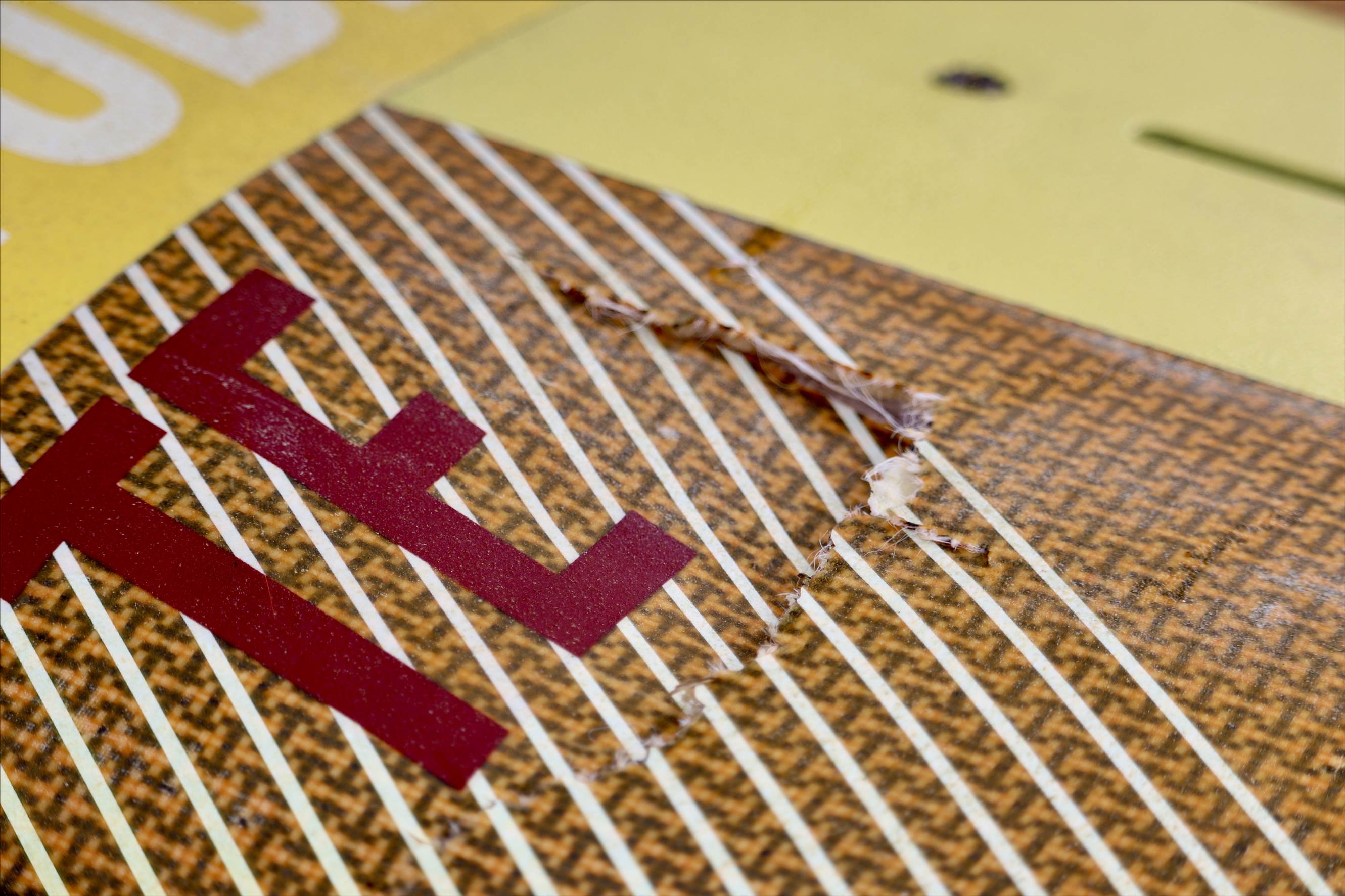 Windy Sunday Caloundra