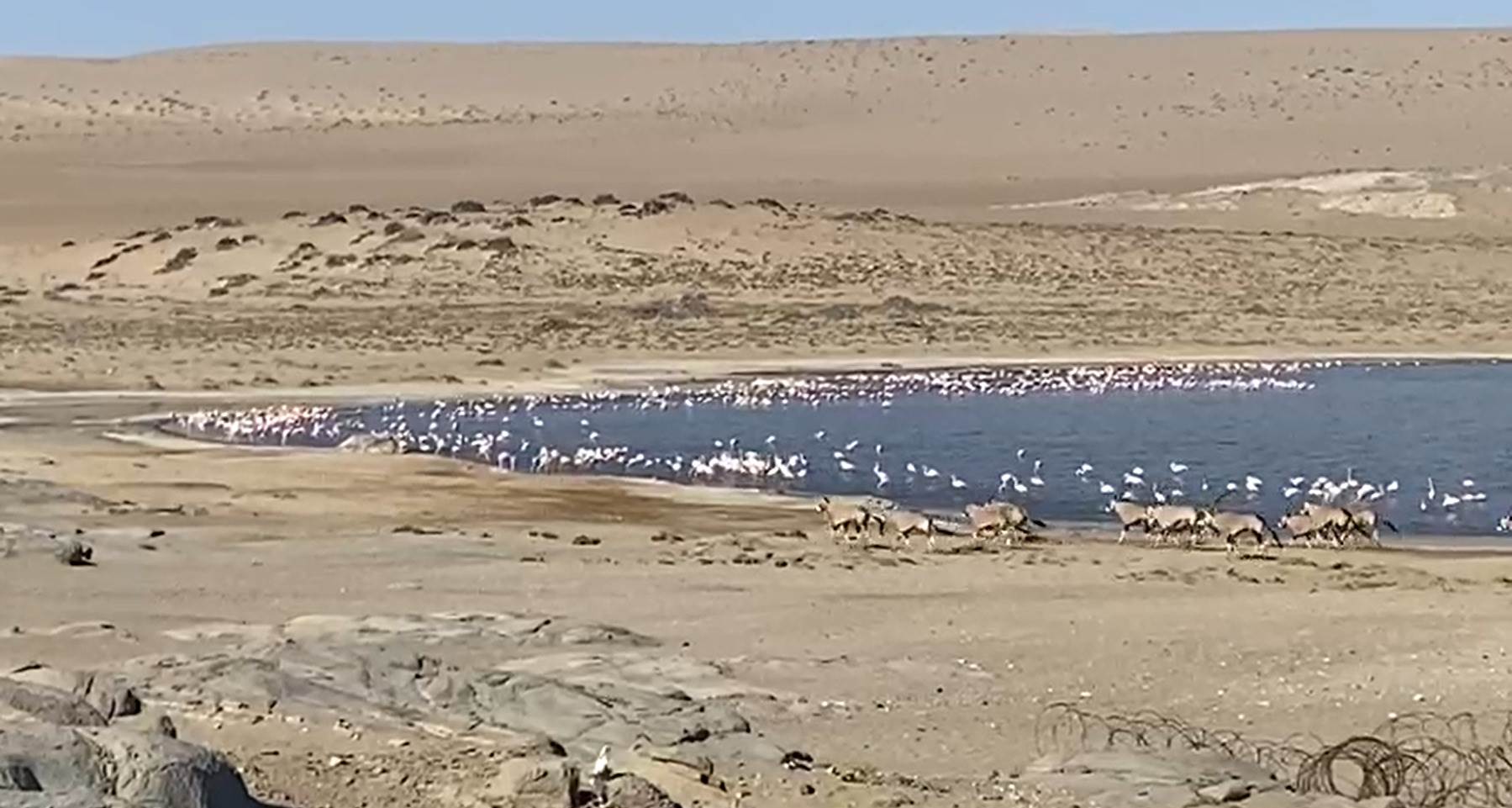 oryx and flamingoes