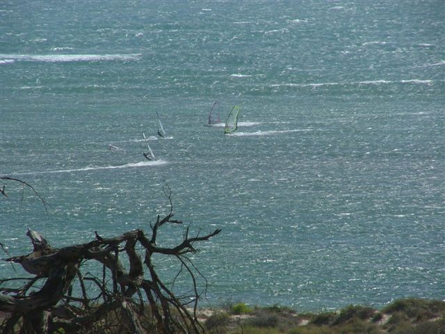 Tree Outback Australia