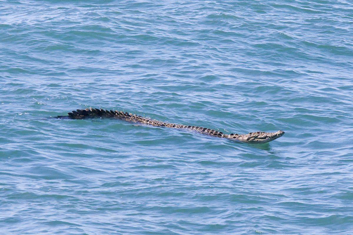 Croc off Mackay marina