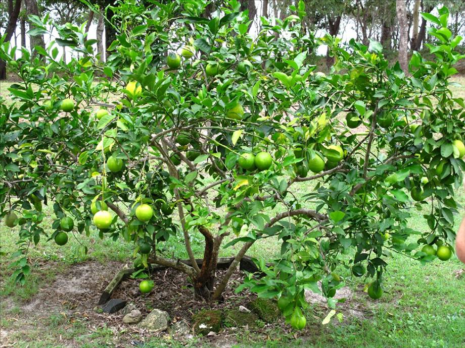 Lemon-Cello underway.