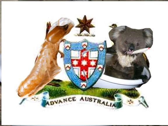 koala and termite