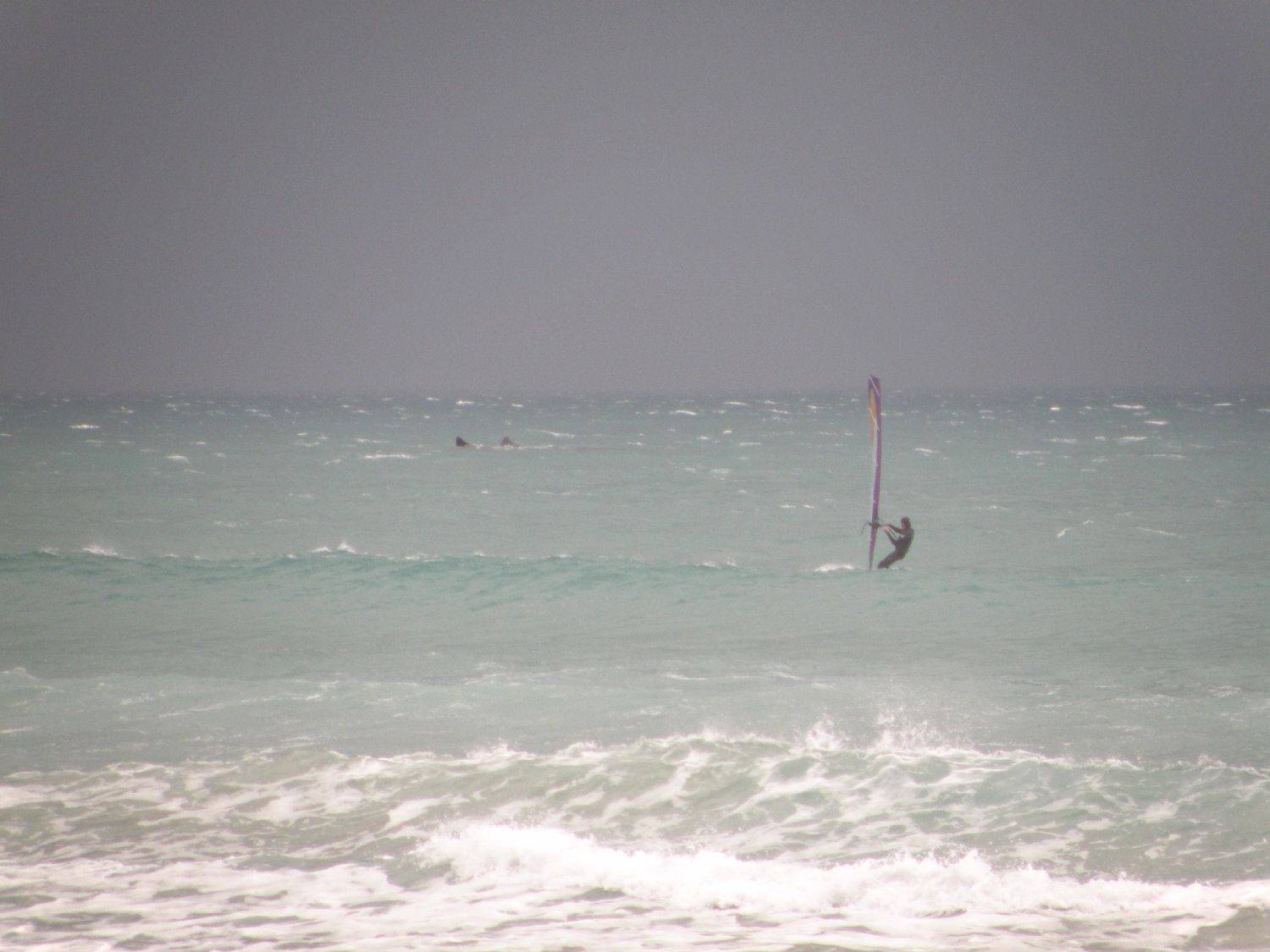 whale in the background