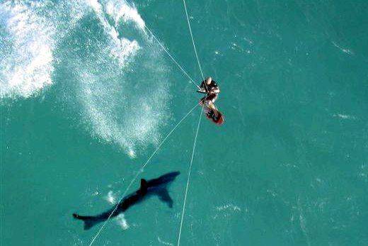 kite-surf-shark