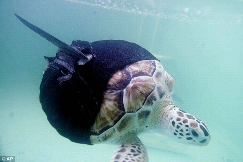 turtle with shark fins 3