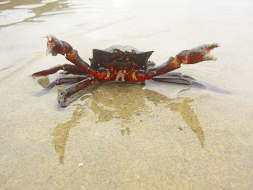 angry-crab--large-msg-113467533365-2