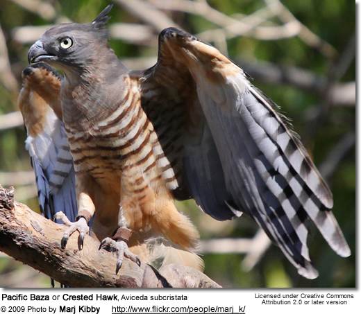 crested hawk