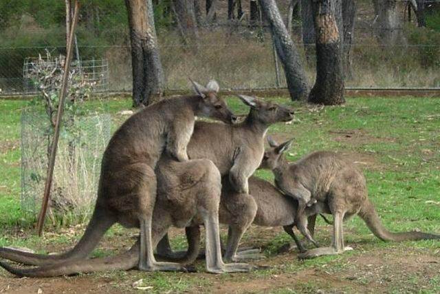What I picture Australia like.