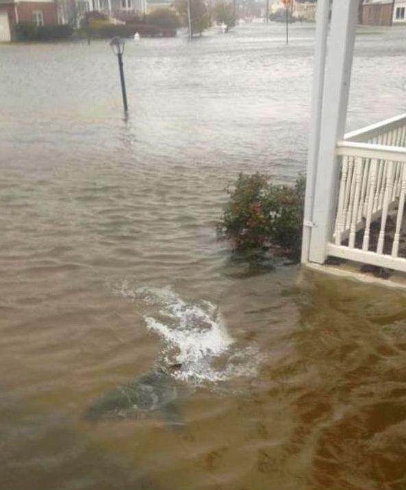 Shark in front yard