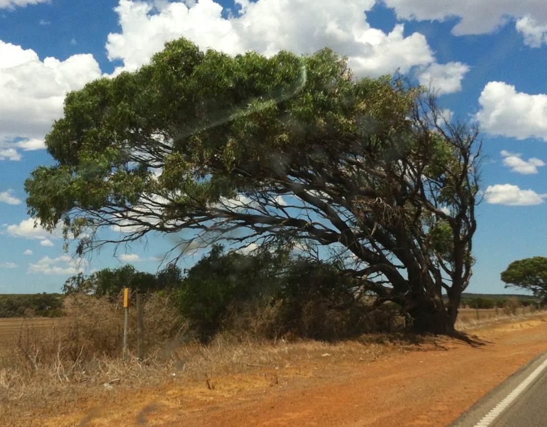 This image captures the consistancy and power of the wind in WA