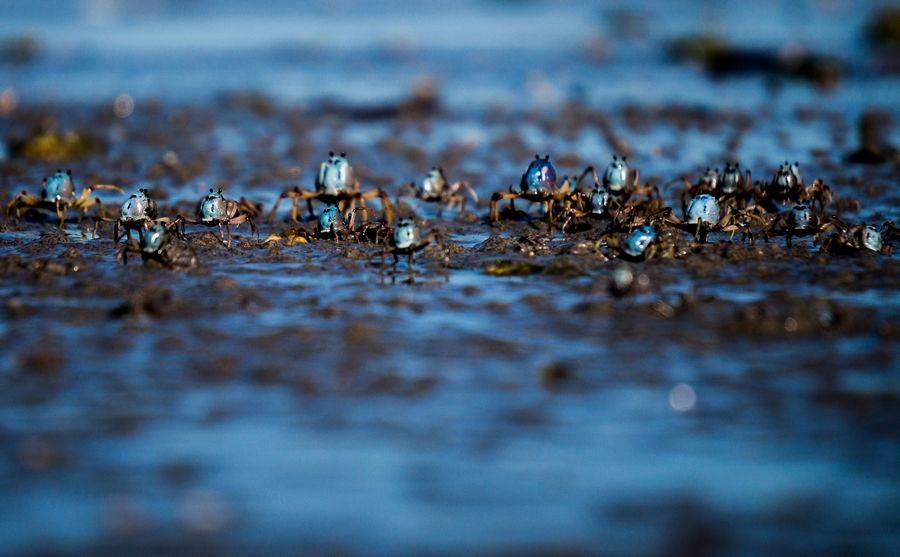 Sony NEX-6 Test     Winter Shearwater