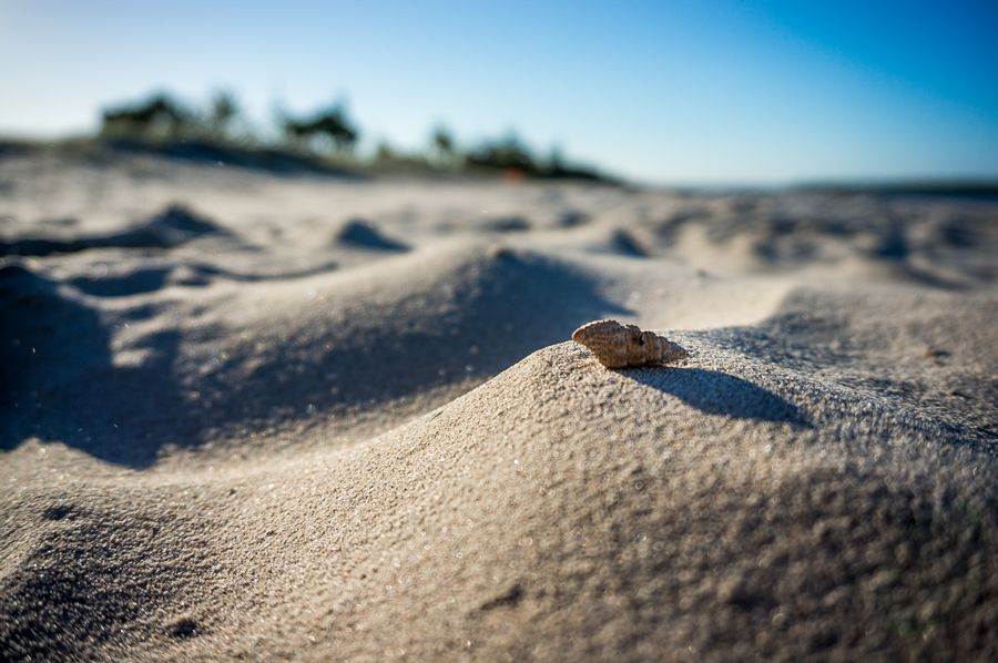 Sony NEX-6 Test     Winter Shearwater