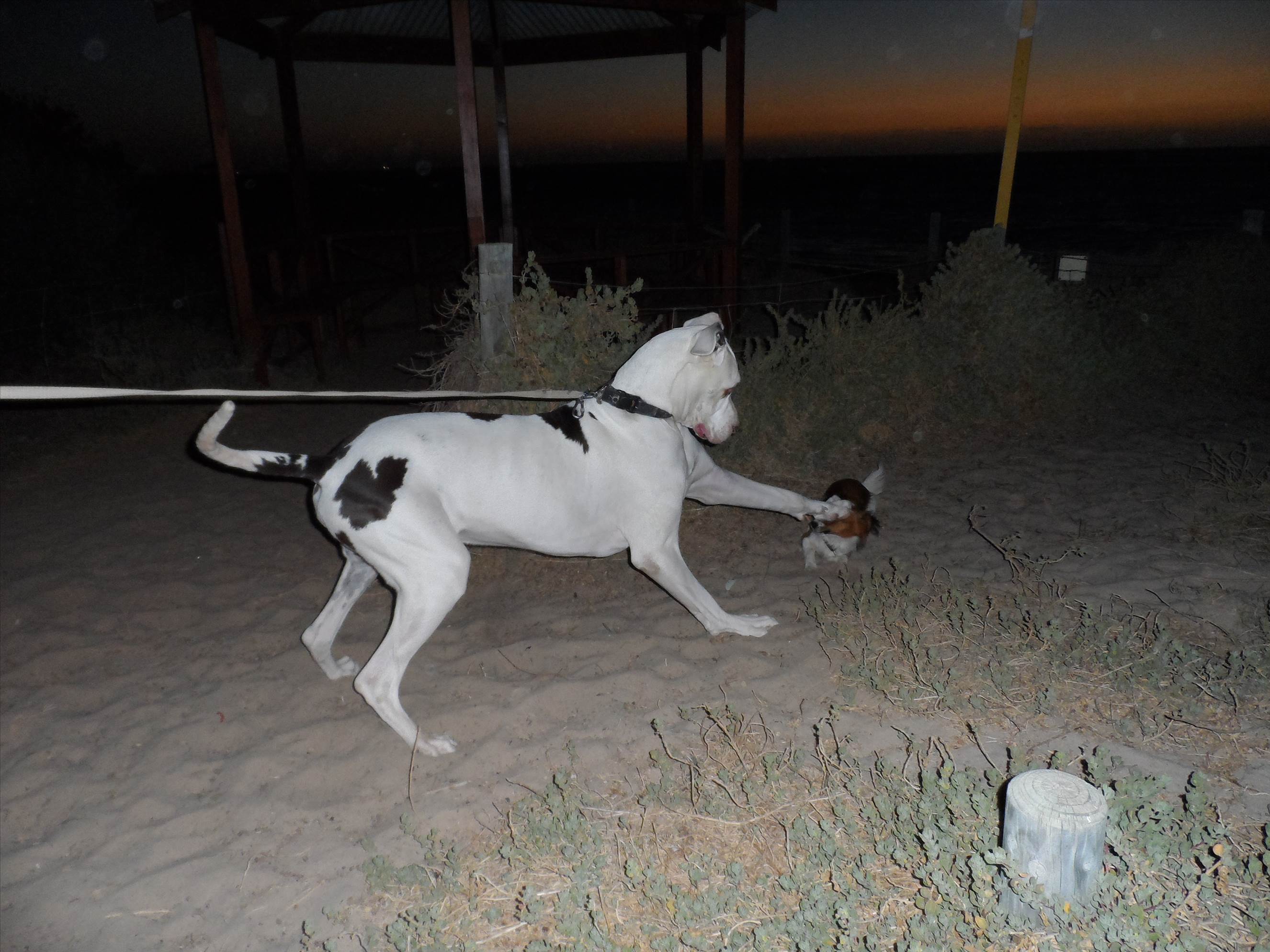 Coros action Jan 2014