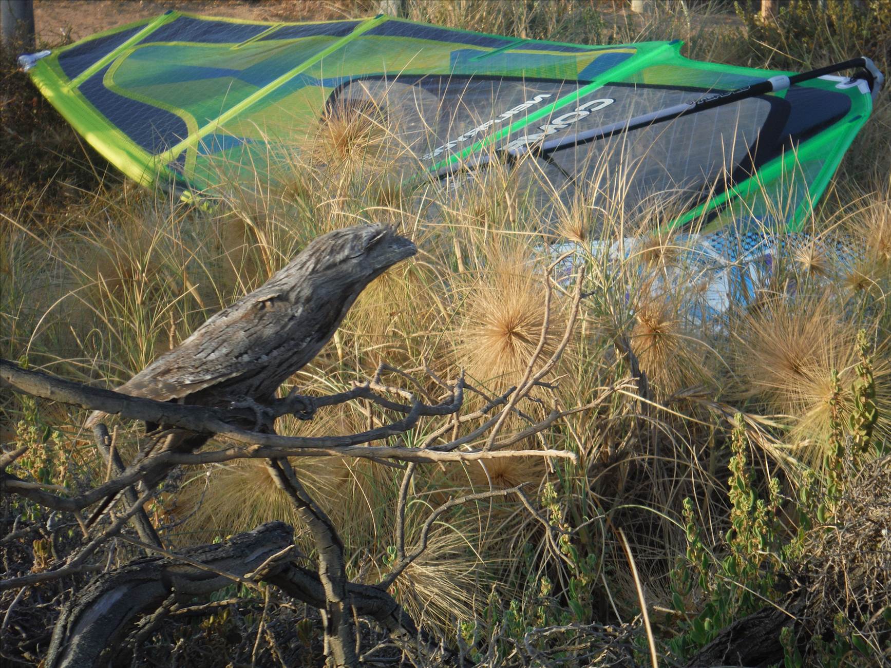 Coros action Jan 2014