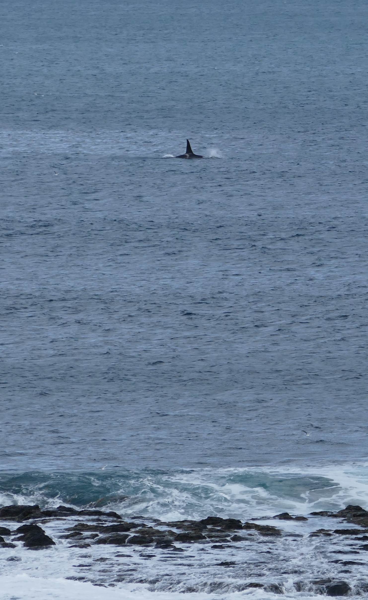 Orca at Phillip Island