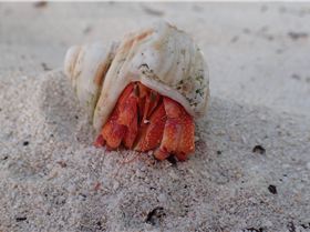 Cocos Lagoon Crossing 2015